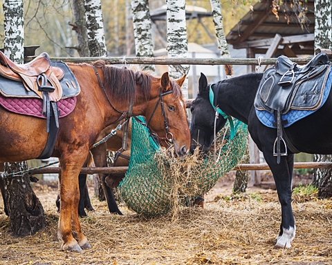 Siatki i worki dla konia na siano - wiszący paśnik w formie worka z siatki