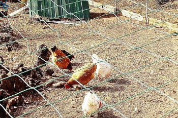 Zabezpieczenie hodowli ptaków - Siatki do hodowli zwierząt