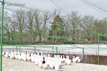 Zabezpieczenie hodowli ptaków - Siatki do hodowli zwierząt
